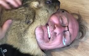 Marmot Cuddles its Man - Animals - VIDEOTIME.COM