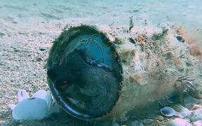 Baby Octopus Resting in New Aluminum Can Home - Animals - VIDEOTIME.COM