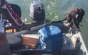 Men in Boat Rescue Monkey with Life Jacket - Animals - VIDEOTIME.COM