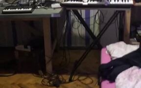 Cat Playing Horrifying Music on Synthesizer