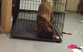 Genius Dog Escapes Cage! - Animals - VIDEOTIME.COM