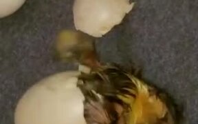 Ducklings Hatching - Animals - VIDEOTIME.COM