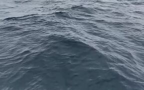 Whales Breaches Near Boat in Harbour - Animals - VIDEOTIME.COM