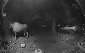 Late Night Moose Gobbles Up Pumpkin