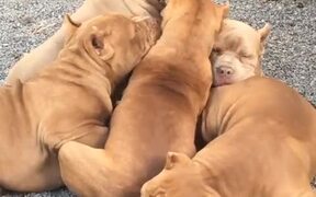 Pit Bull Puppy Pile Up