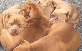 Pit Bull Puppy Pile Up - Animals - VIDEOTIME.COM