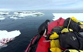 Penguin Jumps on Board Research Boat to Say Hello - Animals - VIDEOTIME.COM