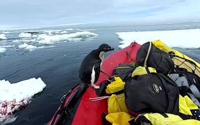 Penguin Jumps on Board Research Boat to Say Hello - Animals - VIDEOTIME.COM