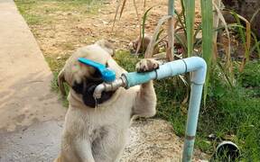 Pug Puppy Drinks From the Fountain - Animals - VIDEOTIME.COM