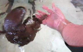 Friendly Baby Platypus