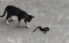 Cat Versus Snake