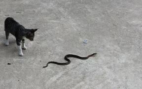 Cat Versus Snake - Animals - VIDEOTIME.COM