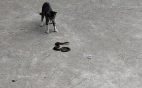 Cat Versus Snake
