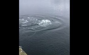 Humpback Whale Bubble Feeds Next to Dock - Animals - VIDEOTIME.COM
