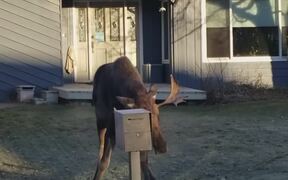Moose Versus Prius