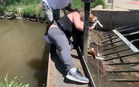 Man Saves Dog Stuck in Sewer Grate