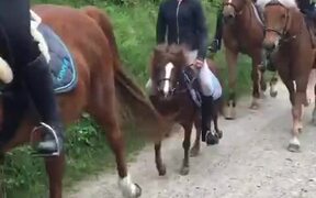 Big Horse, Small Horse - Animals - VIDEOTIME.COM