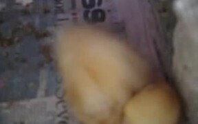 Quacking Some Zzz's - Animals - VIDEOTIME.COM