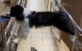 Dog Blocks Ramp Access - Animals - VIDEOTIME.COM