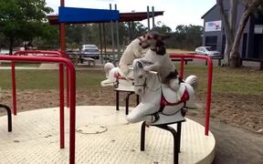 Jack Russell Dogs Enjoy Merry-Go-Round - Animals - VIDEOTIME.COM