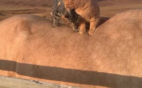 Cuddling Cats Hang Out with Horse - Animals - VIDEOTIME.COM