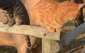 Cuddling Cats Hang Out with Horse