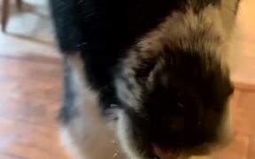 Baby Goat Noms on Banana - Animals - VIDEOTIME.COM
