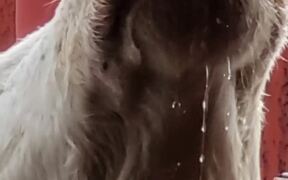 Cow Drinks Water Close Up