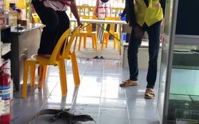 Monitor Lizard Traps Woman on Chairs - Animals - VIDEOTIME.COM