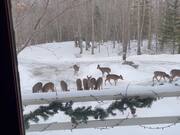 Deer Gather in Driveway for a Snack - Animals - Y8.COM