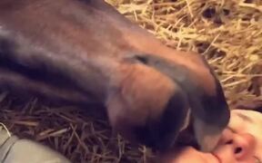 Cuddly Horse Gets Nippy