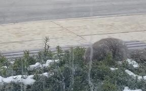 Squirrel Pulls Entire Cookie Out of Bush