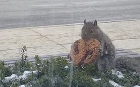 Squirrel Pulls Entire Cookie Out of Bush - Animals - VIDEOTIME.COM