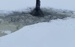 Canadian Men Rescue Moose That Fell Through Ice