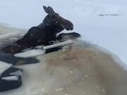 Canadian Men Rescue Moose That Fell Through Ice - Animals - Y8.COM