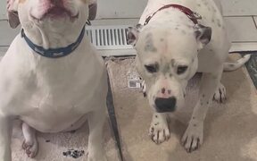 Dogs Feeling Different After Stealing Edible - Animals - VIDEOTIME.COM