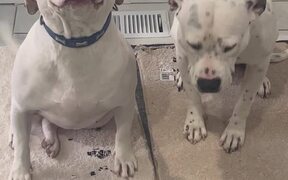 Dogs Feeling Different After Stealing Edible - Animals - VIDEOTIME.COM