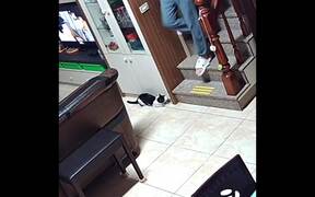 Cat and Grandpa Try to Scare Each Other - Animals - VIDEOTIME.COM