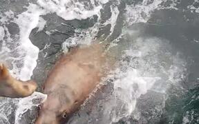 Sea Lion Lunges out of Water for Fish - Animals - VIDEOTIME.COM
