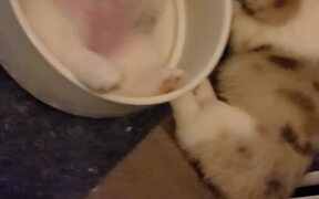 Waking White Faced Corgi Pupper From Bowl Nap - Animals - VIDEOTIME.COM