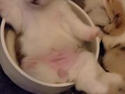 Waking White Faced Corgi Pupper From Bowl Nap - Animals - Y8.COM