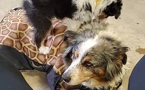 15-Year-Old Aussie Shows Patience for Puppy