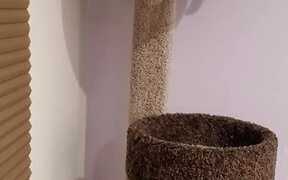 Spider Cat Uses Wall to Rappel Down Cat Tower