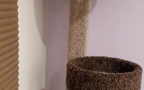 Spider Cat Uses Wall to Rappel Down Cat Tower - Animals - VIDEOTIME.COM