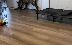 Playful Pup Trips Going for Toy
