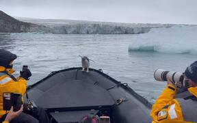Penguin Takes a Ride on an Antarctic Taxi - Animals - VIDEOTIME.COM
