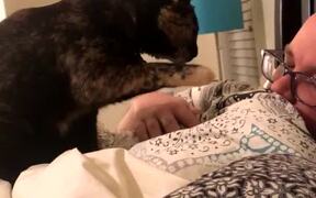 Kitty Alarm Clock Wakes Its Human up With a Boop - Animals - VIDEOTIME.COM