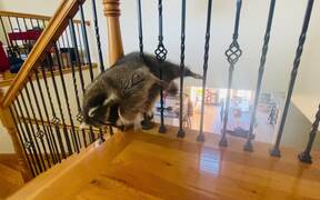 Raccoon Struggles to Fit Through Railing