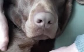 Chocolate Lab Having a Conversation With Its Human - Animals - VIDEOTIME.COM