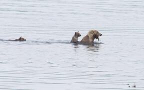 Bear Cub Rides Across River in Style